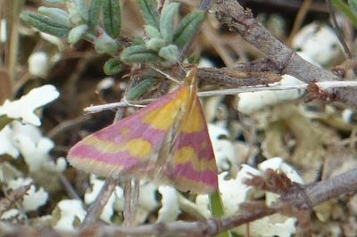 <i>Pyrausta sanguinalis</i>