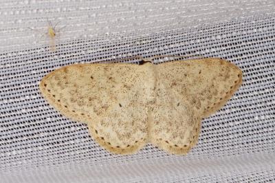 <i>Scopula marginepunctata</i>