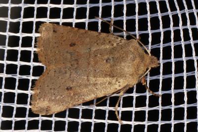 <i>Spudaea ruticilla</i>