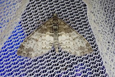 <i>Lobophora halterata</i>