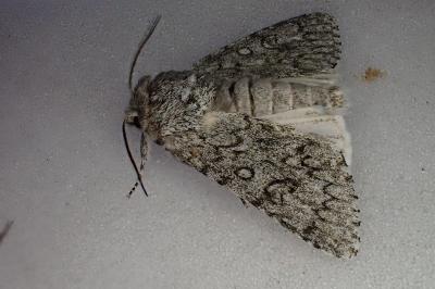 <i>Acronicta euphorbiae</i>