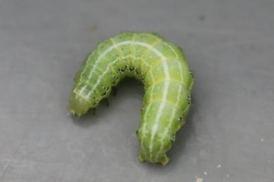 <i>Cosmia affinis</i>