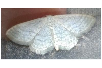 <i>Idaea subsericeata</i>
