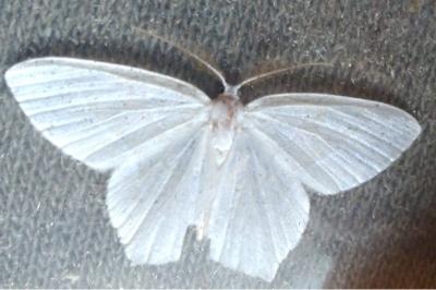 <i>Jodis lactearia</i>