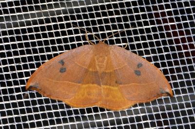 <i>Watsonalla uncinula</i>