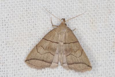 <i>Herminia grisealis</i>