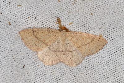 <i>Cyclophora ruficiliaria</i>