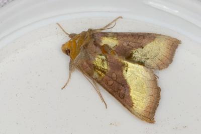<i>Diachrysia chrysitis</i>