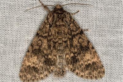 <i>Acronicta megacephala</i>