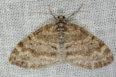 <i>Lobophora halterata</i>