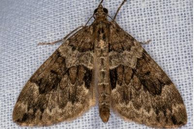<i>Thera britannica/variata</i>