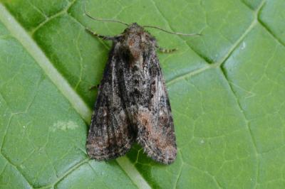 <i>Oligia latruncula</i>