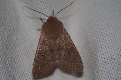 <i>Orthosia cerasi</i>