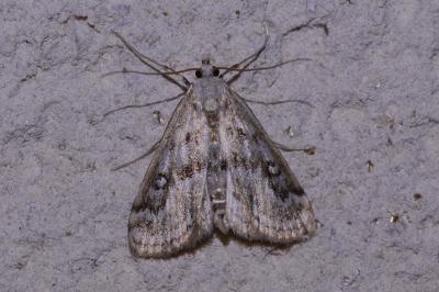 <i>Parapoynx stratiotata</i>