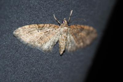 <i>Eupithecia abbreviata</i>