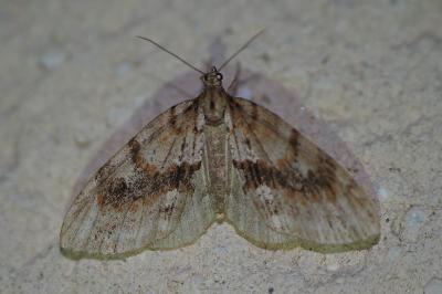 <i>Trichopteryx polycommata</i>