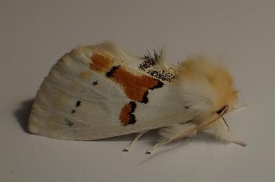 <i>Leucodonta bicoloria</i>