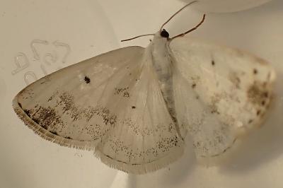 <i>Lomographa temerata</i>