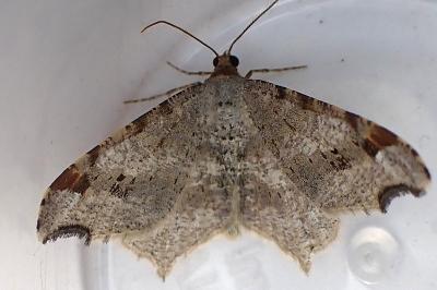 <i>Macaria alternata</i>