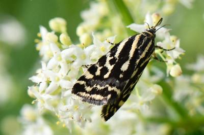 <i>Emmelia trabealis</i>