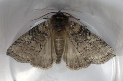 <i>Tethea or</i>