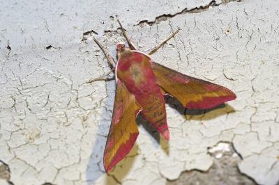 <i>Deilephila porcellus</i>
