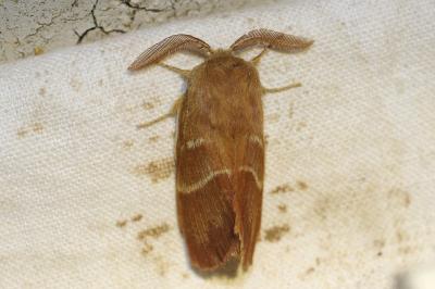 <i>Macrothylacia rubi</i>