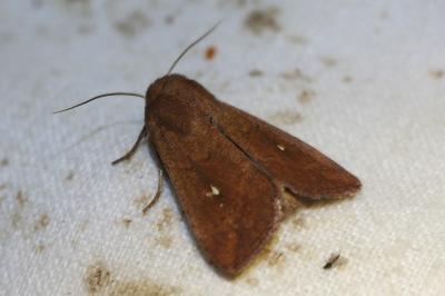 <i>Mythimna albipuncta</i>