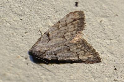 <i>Nola thymula thymula</i>
