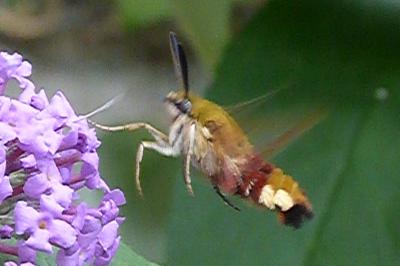 <i>Hemaris fuciformis</i>