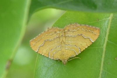 <i>Camptogramma bilineata</i>
