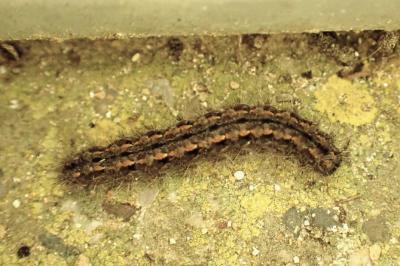<i>Indalia pygmaeola pallifrons</i>