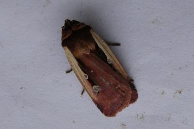 <i>Ochropleura plecta</i>