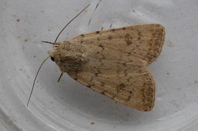 <i>Caradrina clavipalpis</i>