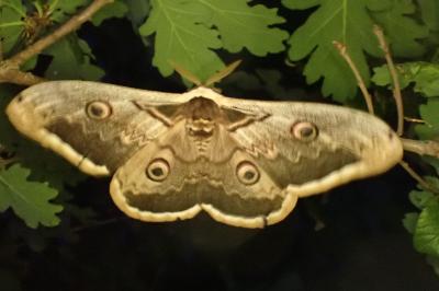 <i>Saturnia pyri</i>