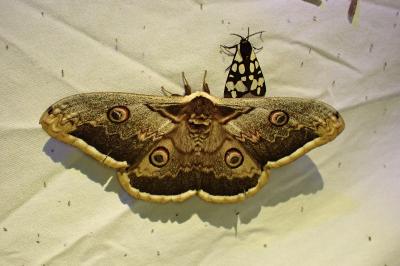 <i>Saturnia pyri</i>