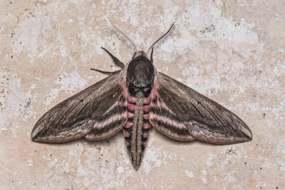 <i>Sphinx ligustri</i>
