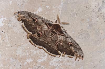 <i>Saturnia pyri</i>