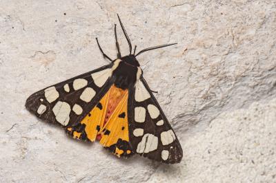 <i>Arctia villica</i>
