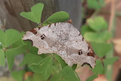 Macaria alternata