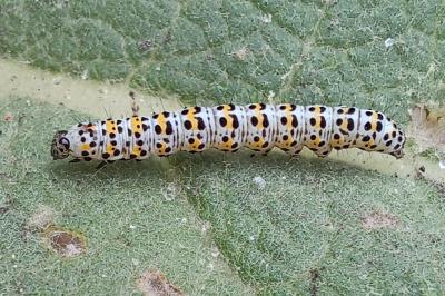 <i>Cucullia verbasci</i>
