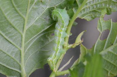 <i>Cosmia affinis</i>