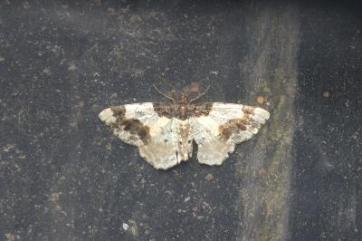 <i>Ligdia adustata</i>
