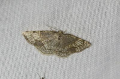 <i>Stegania trimaculata</i>