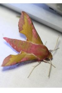 <i>Deilephila porcellus</i>