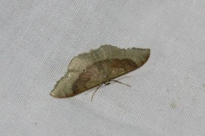 <i>Idaea degeneraria</i>