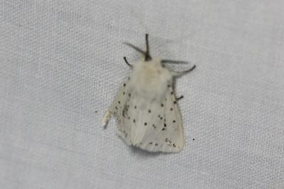 <i>Spilosoma lubricipeda</i>