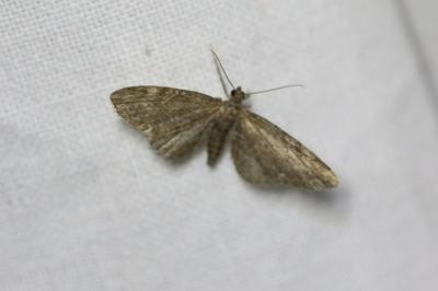 <i>Eupithecia vulgata</i>