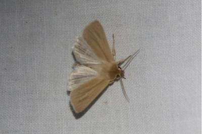 <i>Mythimna pallens</i>