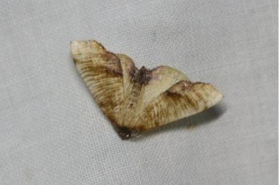 <i>Plagodis dolabraria</i>